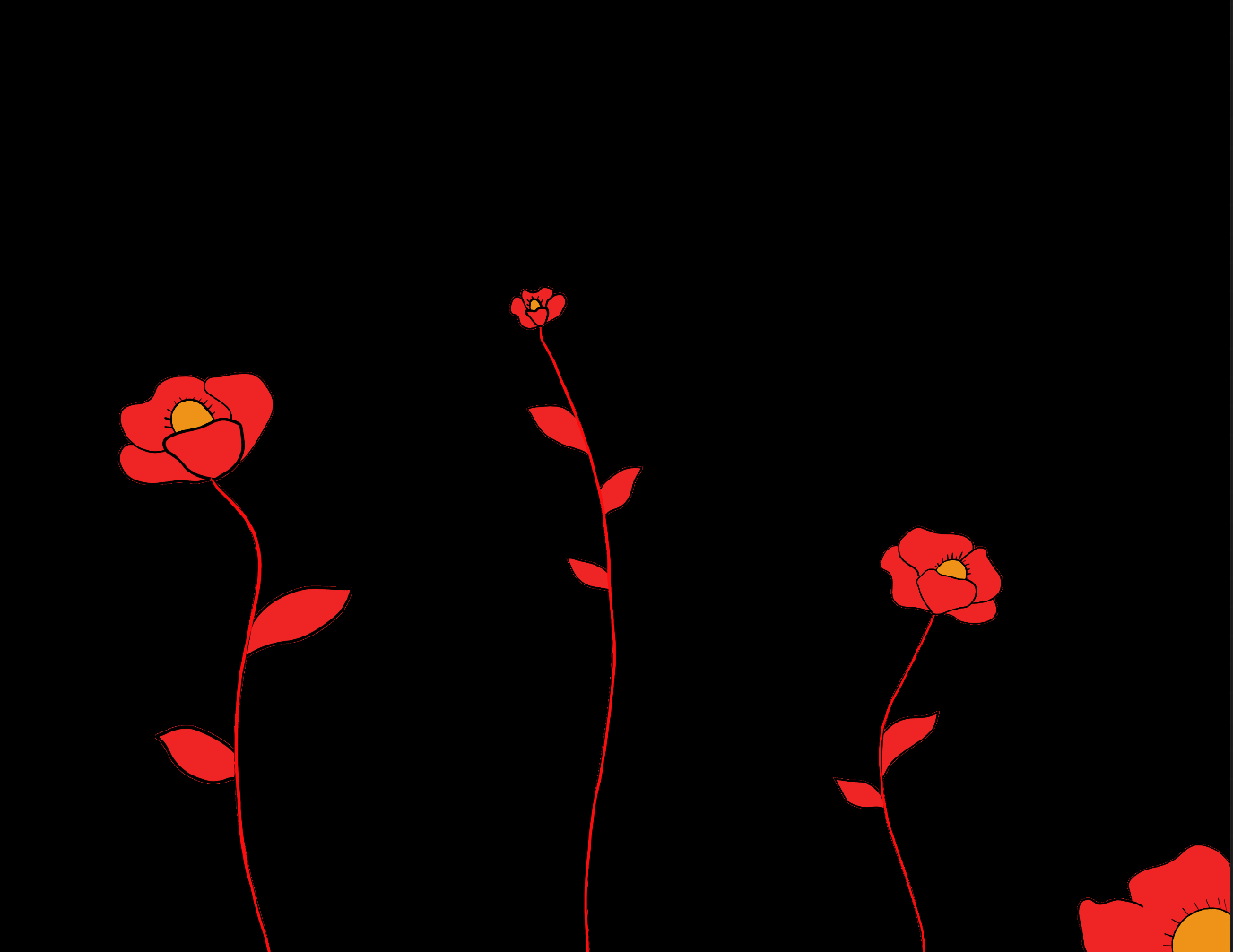 red poppies on a black background